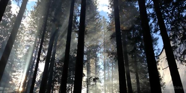 Timberwolves Outlast Hawks in High-Scoring Affair: Edwards and Hunter Lead the Charge